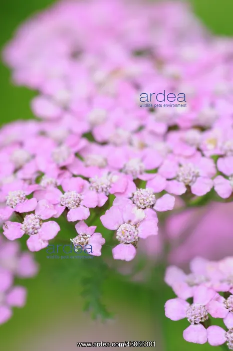 : Yarrow, Achillea Cerise Queen : Yarrow, Achillea Cerise Queen