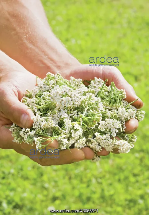 : Yarrow, Achillea millefolium : Yarrow, Achillea millefolium