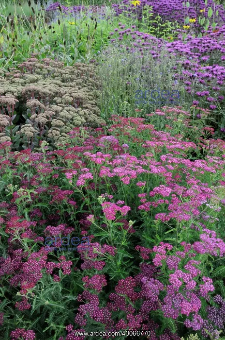 : Yarrow, Achillea : Yarrow, Achillea