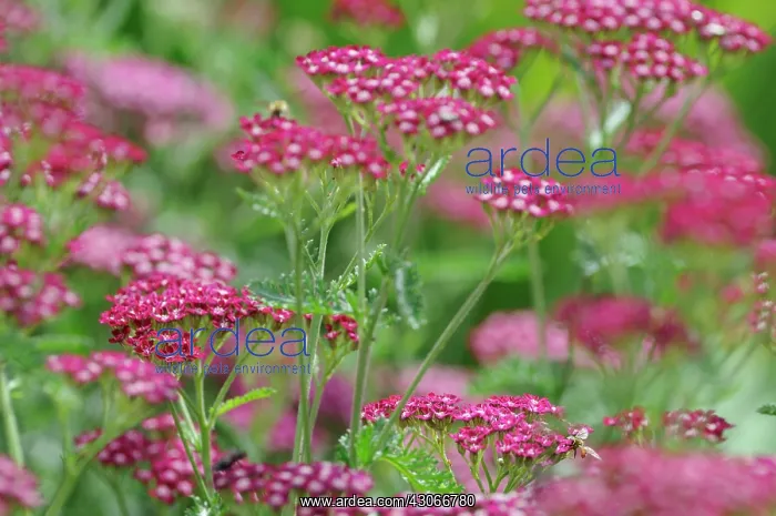 : Yarrow, Achillea : Yarrow, Achillea