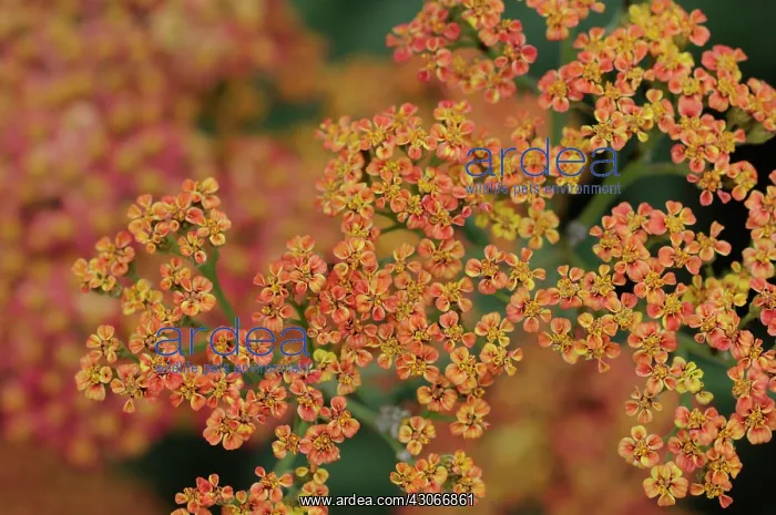 : Yarrow, Achillea millifolium Walther Funcke : Yarrow, Achillea millifolium Walther Funcke