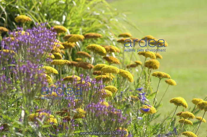 : Yarrow, Achillea filipendulina Gold Plate : Yarrow, Achillea filipendulina Gold Plate