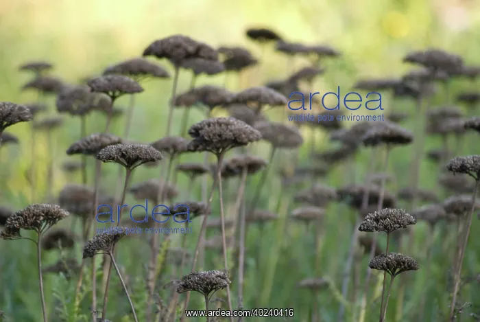 : Yarrow, Achillea : Yarrow, Achillea