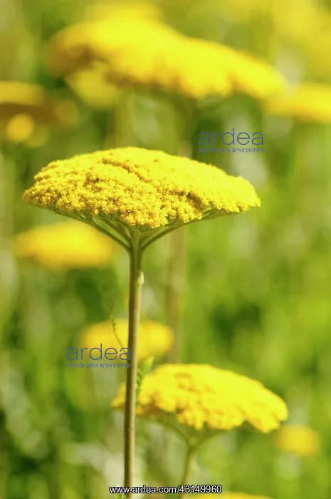 : Yarrow, Achillea Coronation Gold, Yellow coloured fllower : Yarrow, Achillea Coronation Gold, Yellow coloured fllower