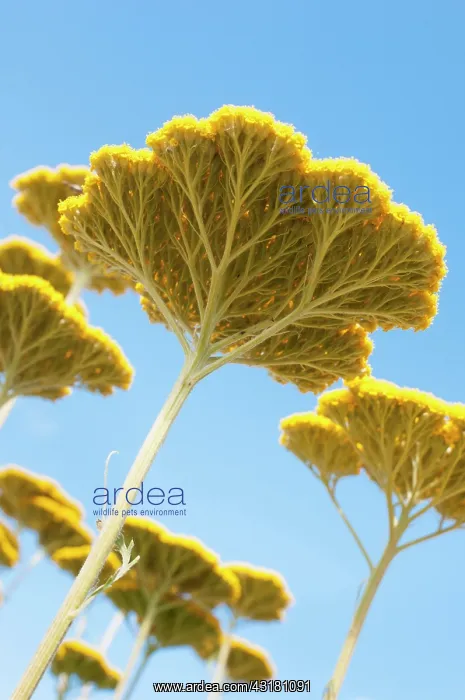 : Yarrow, Achillea Coronation Gold, Several flat : Yarrow, Achillea Coronation Gold, Several flat