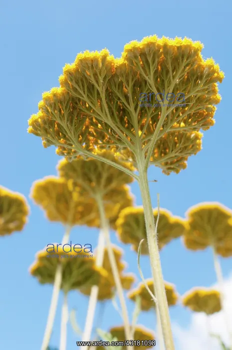 : Yarrow, Achillea Coronation Gold, Several flat : Yarrow, Achillea Coronation Gold, Several flat