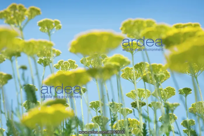 : Yarrow, Achillea filipendulina Gold Plate, multiple stems : Yarrow, Achillea filipendulina Gold Plate, multiple stems