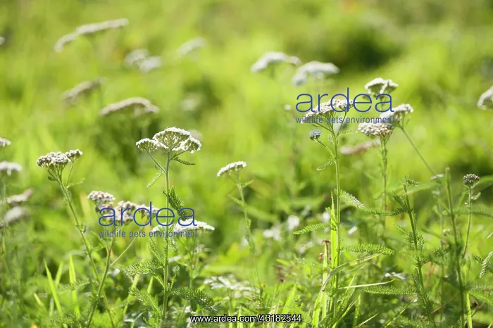 : Yarrow, Achillea millefolium, Growing wild in a : Yarrow, Achillea millefolium, Growing wild in a