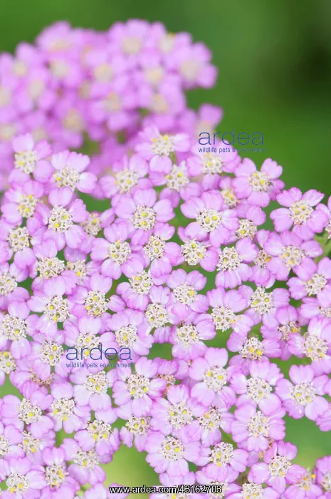 : Yarrow, Achillea millefolium Pretty Belinda, Close : Yarrow, Achillea millefolium Pretty Belinda, Close