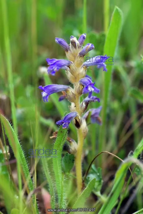 : Yarrow Broomrape : Yarrow Broomrape