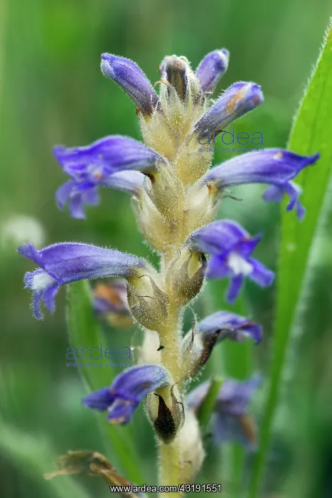 : Yarrow Broomrape : Yarrow Broomrape