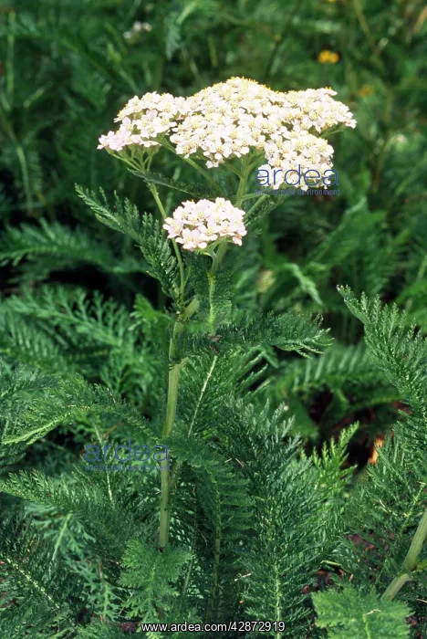 : YARROW - in flower : YARROW - in flower