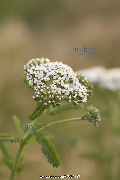 : Yarrow - Flowering - Isles of Scilly - UK : Yarrow - Flowering - Isles of Scilly - UK