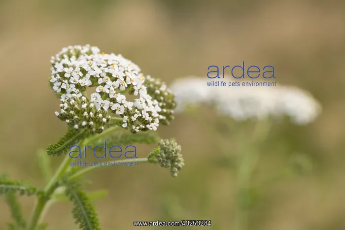 : Yarrow - Flowering - Isles of Scilly - UK : Yarrow - Flowering - Isles of Scilly - UK