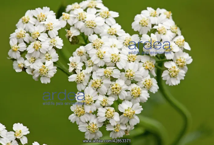 : Yarrow - flowers in close-up : Yarrow - flowers in close-up