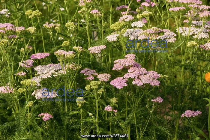 : Yarrow, pink form : Yarrow, pink form