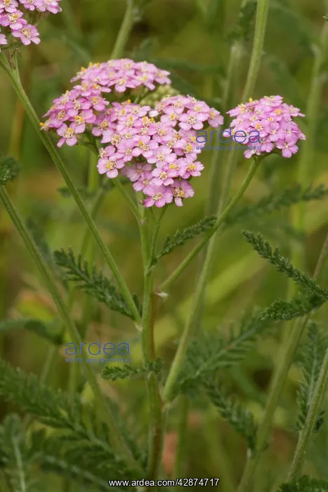 : Yarrow, pink form : Yarrow, pink form