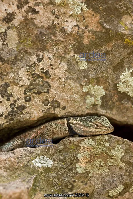 : Yarrow's Spiny Lizard : Yarrow's Spiny Lizard