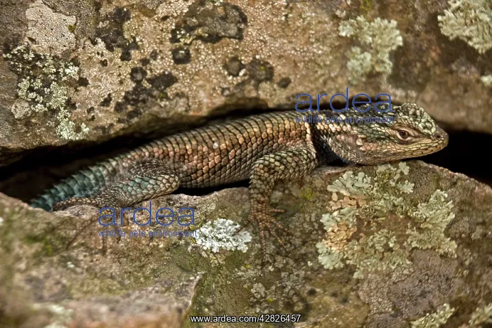 : Yarrow's Spiny Lizard - in crevice : Yarrow's Spiny Lizard - in crevice