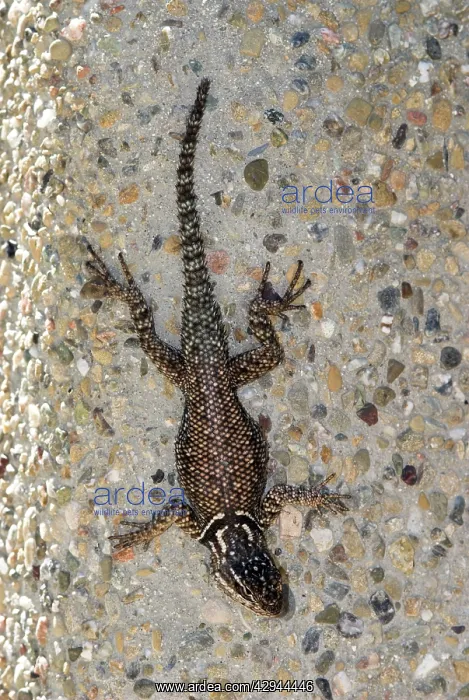 : Yarrow's Spiny Lizard - On wall, topview : Yarrow's Spiny Lizard - On wall, topview