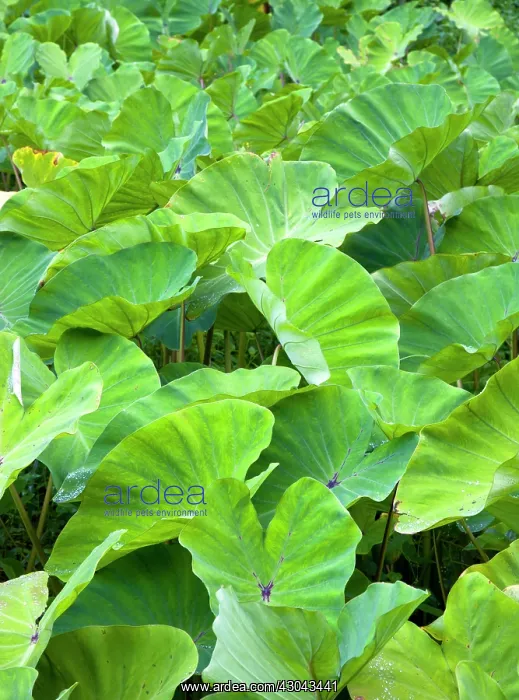  : Yautia. West Indies, Grenada, St John, Detail of lush