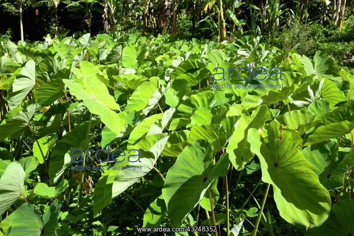 : Yautia. West Indies, Windward Islands, Grenada : Yautia. West Indies, Windward Islands, Grenada