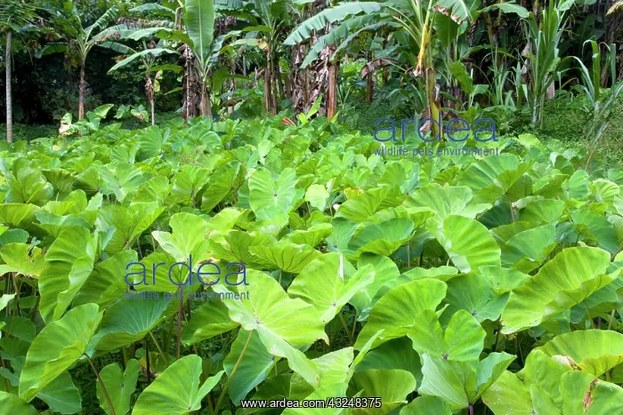 : Yautia. West Indies, Windward Islands, Grenada : Yautia. West Indies, Windward Islands, Grenada