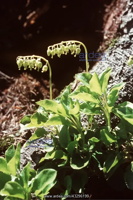 : YAVERING BELLS / Toothed Wintergreen : YAVERING BELLS / Toothed Wintergreen