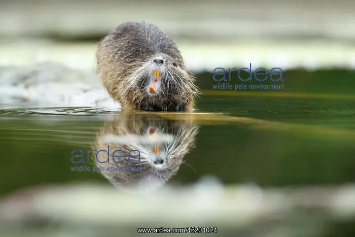 : Yawning coypu (Myocastor coypus) reflecting on water : Yawning coypu (Myocastor coypus) reflecting on water