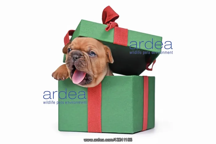  : Yawning French Bulldog puppy peaking out of green