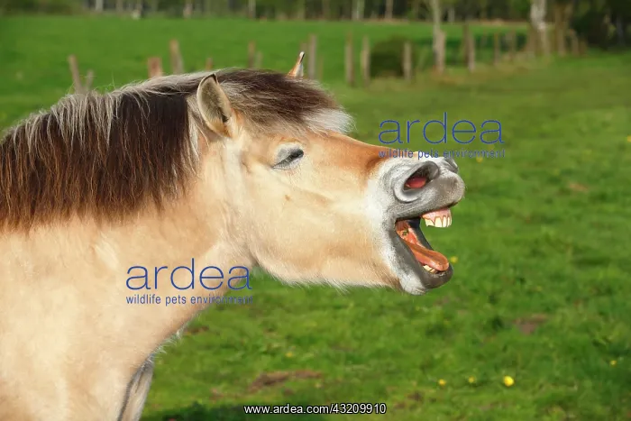 : Yawning horse, Norwegian fjord horse, Schleswig-Holstein : Yawning horse, Norwegian fjord horse, Schleswig-Holstein