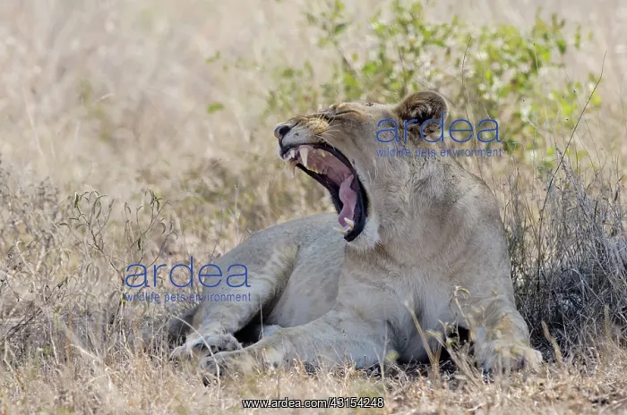 : Lion. Yawning Lioness (Panthera leo) laying in the grass : Lion. Yawning Lioness (Panthera leo) laying in the grass