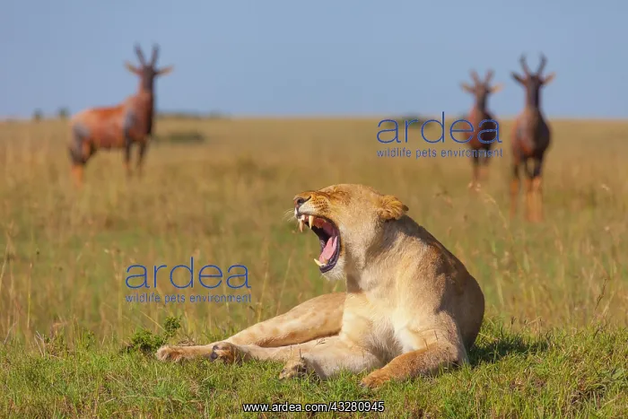 : Yawning lioness (Panthera leo) and topis (Damaliscus : Yawning lioness (Panthera leo) and topis (Damaliscus