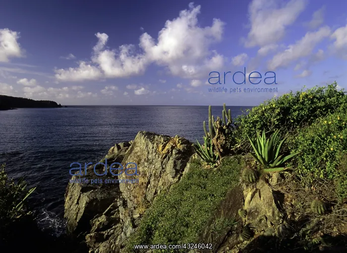 : Yawzi Point overlooking Lameshur Bay on : Yawzi Point overlooking Lameshur Bay on