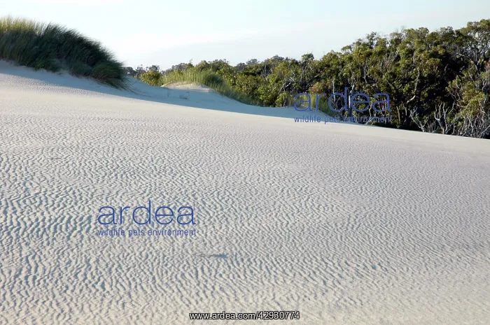 : Yeagarup Dune, 10 kms in length, encroaching on : Yeagarup Dune, 10 kms in length, encroaching on