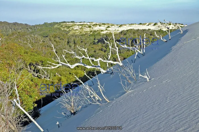 : Yeagarup Dune, 10 kms in length, encroaching on : Yeagarup Dune, 10 kms in length, encroaching on