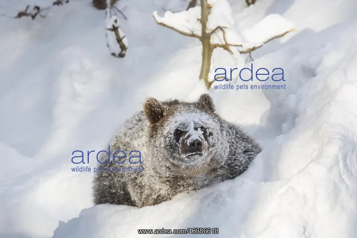 : One year old brown bear (Ursus arctos arctos) cu : One year old brown bear (Ursus arctos arctos) cu