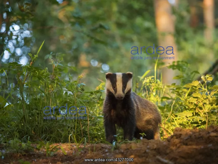 : A yearling Badger Cub (Meles meles) emerges from : A yearling Badger Cub (Meles meles) emerges from