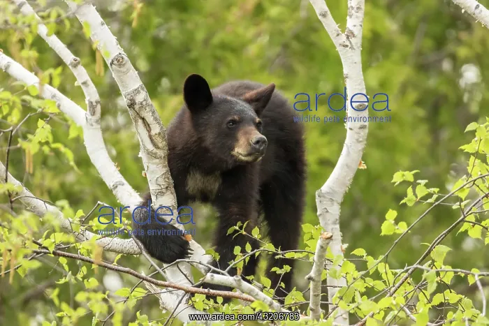 : Two years, black bear (Ursus americanus), Forillon : Two years, black bear (Ursus americanus), Forillon