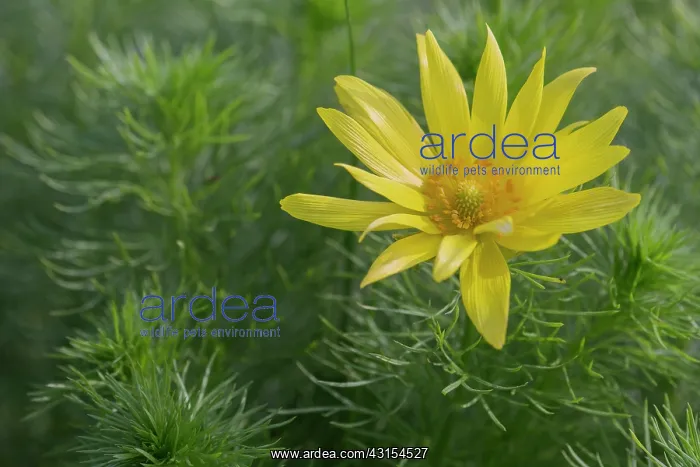 : Yellow Adonis : Yellow Adonis