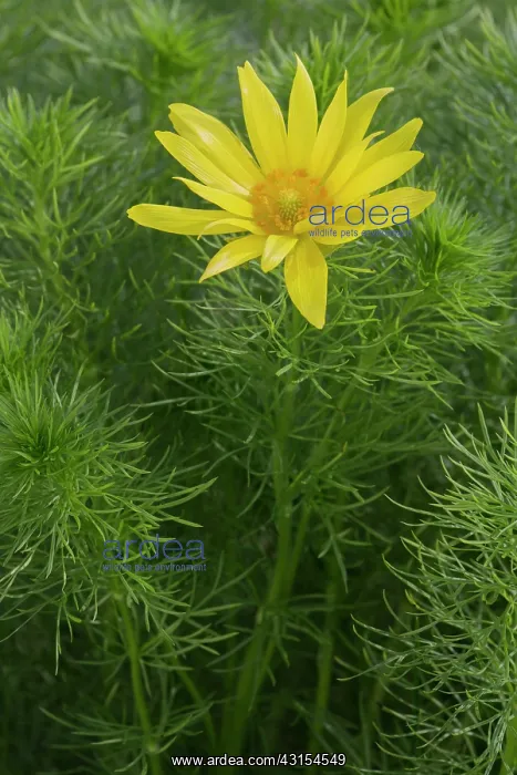 : Yellow Adonis : Yellow Adonis