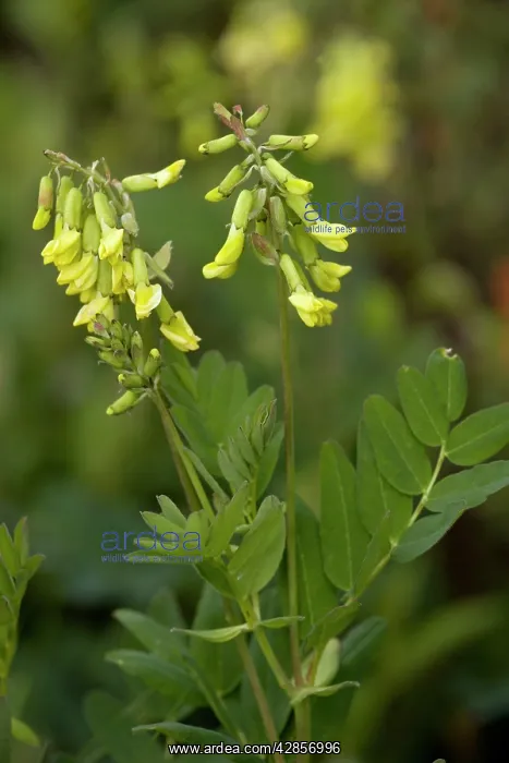 : Yellow alpine milk-vetch : Yellow alpine milk-vetch