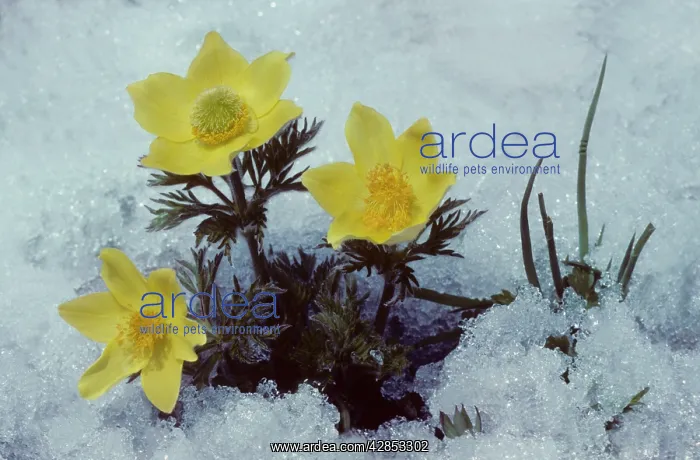 : Yellow Alpine Pasqueflower in snow : Yellow Alpine Pasqueflower in snow