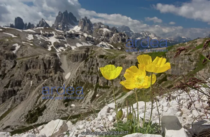 : Yellow Alpine Poppy Tre Cime, Dolomites, Italy : Yellow Alpine Poppy Tre Cime, Dolomites, Italy