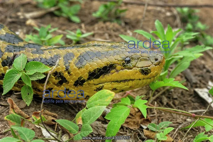 : Yellow Anaconda / Paraguayan Anaconda, head, Pantanal : Yellow Anaconda / Paraguayan Anaconda, head, Pantanal