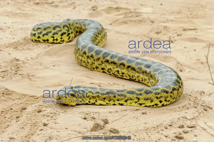  : Yellow Anaconda  /  Paraguayan Anaconda, Pantanal
