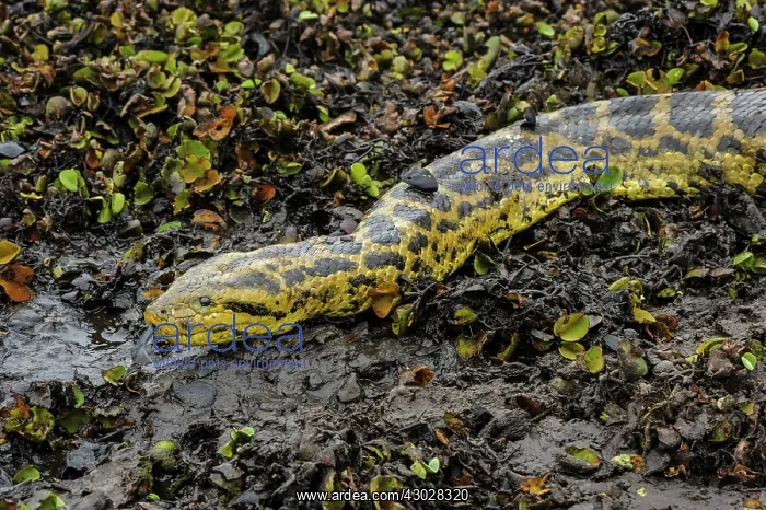 : Yellow Anaconda / Paraguayan Anaconda, Pantanal : Yellow Anaconda / Paraguayan Anaconda, Pantanal