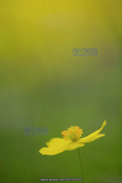 : Yellow Anemone : Yellow Anemone
