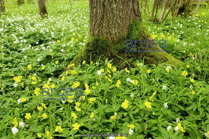 : Yellow anemones with wood anemones : Yellow anemones with wood anemones