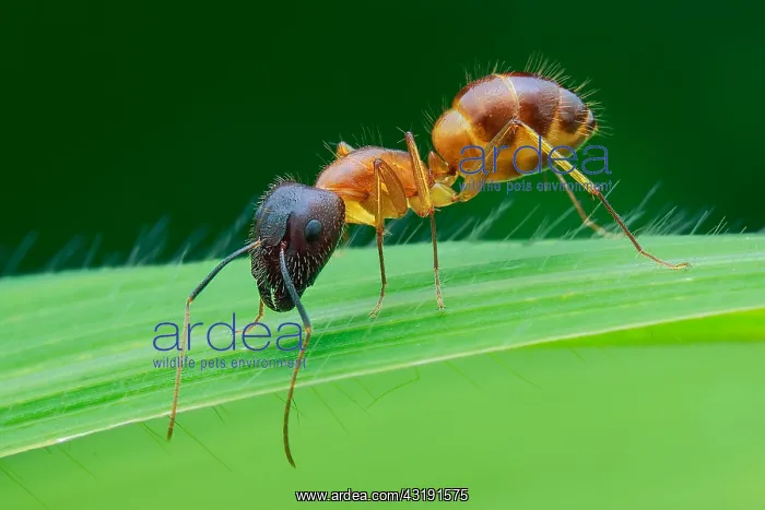 : A yellow ant (Camponotus sp.) on a grass leaf : A yellow ant (Camponotus sp.) on a grass leaf